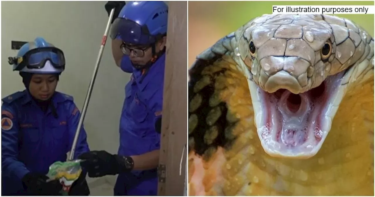 T'ganu Man & Pregnant Wife Call Authorities Twice in One Day to Remove 8 Baby Cobras from Their Home