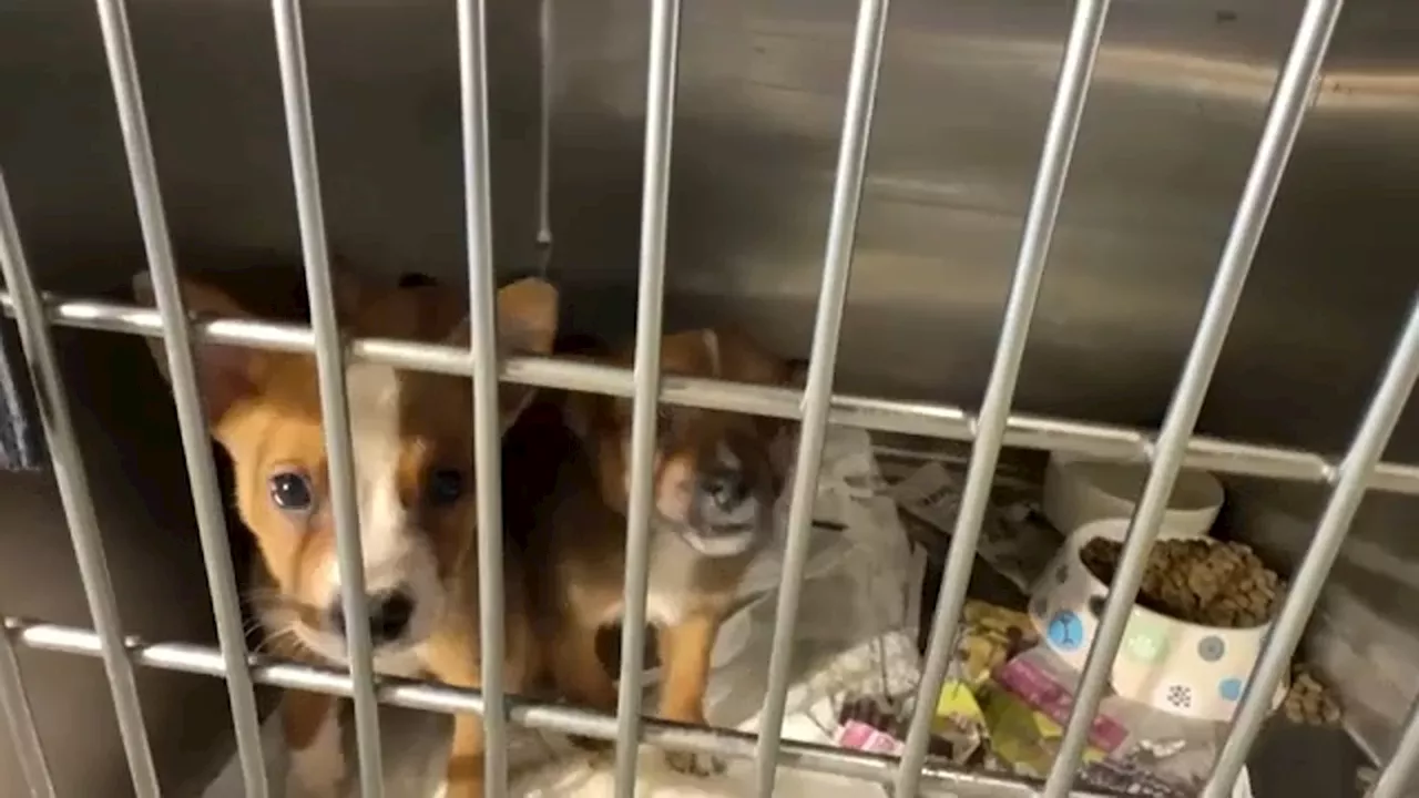Riverside County calls on community to adopt or foster with animal shelters critically overcrowded