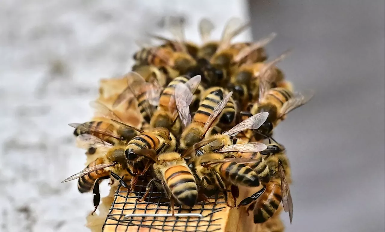 Bee-nado! Swarm warning after truck tips in Washington, setting 250 million insects free