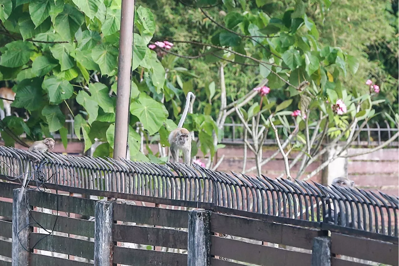 Wild monkey attacks leave Kuala Krai villagers with injuries and anxiety