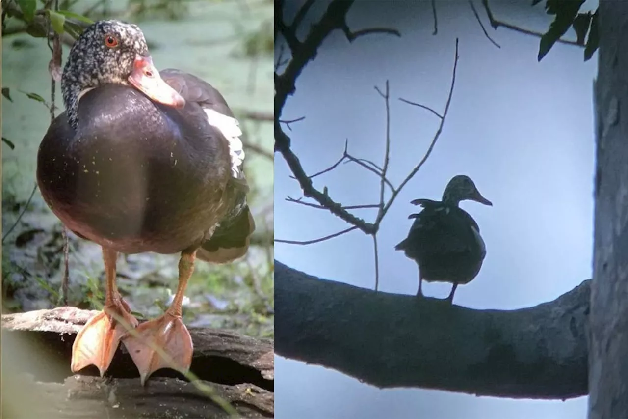 Concerns over declining population of rare duck in Cambodia