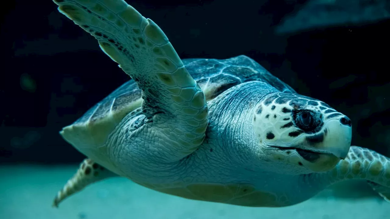 Rehabilitating Kai: How your visit to the Two Oceans Aquarium helps protect endangered turtles