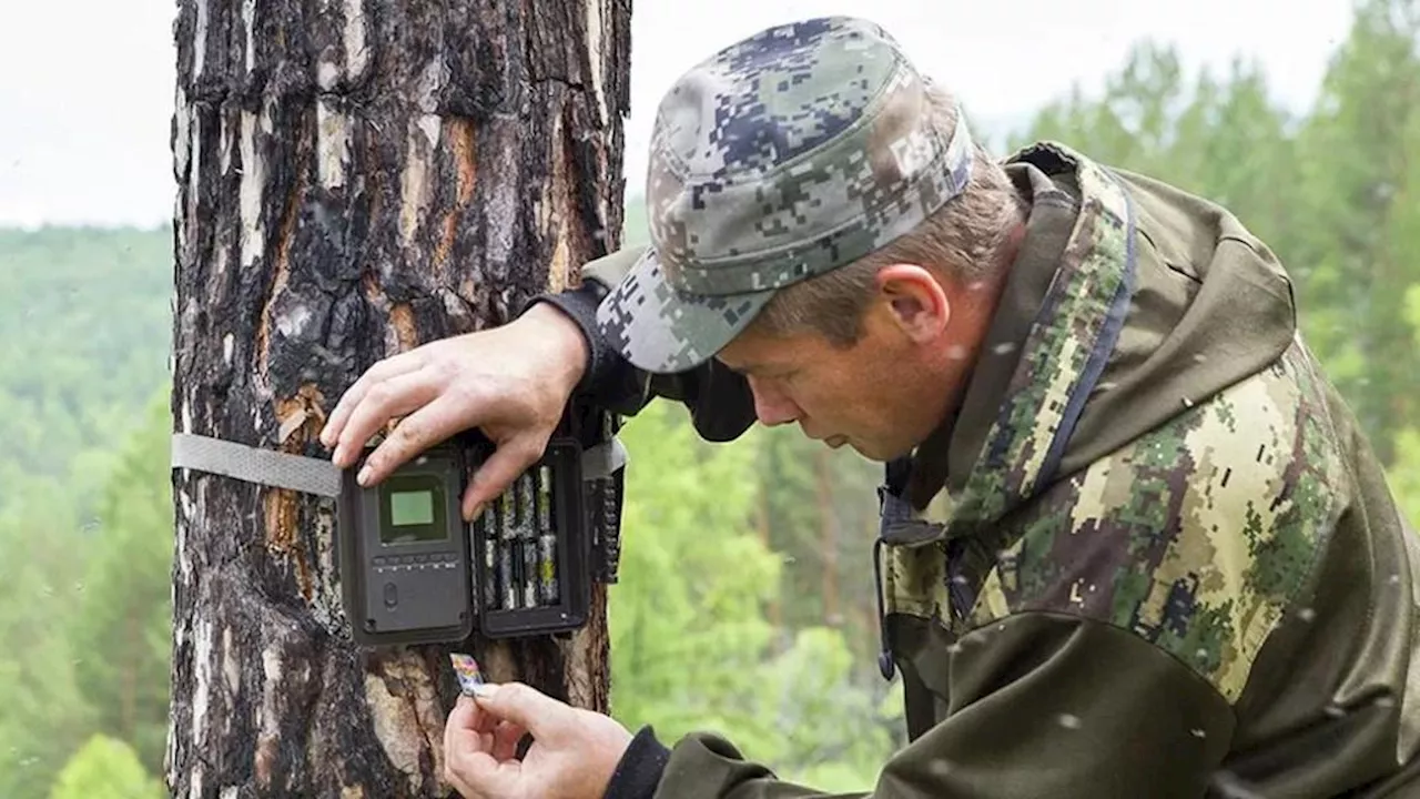 Understanding Trail Cameras: Key Features and Considerations for Wildlife Observation