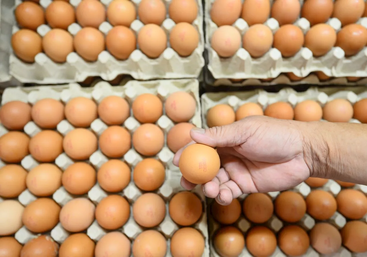 No plan to raise food prices despite end of egg subsidy, say Johor eateries