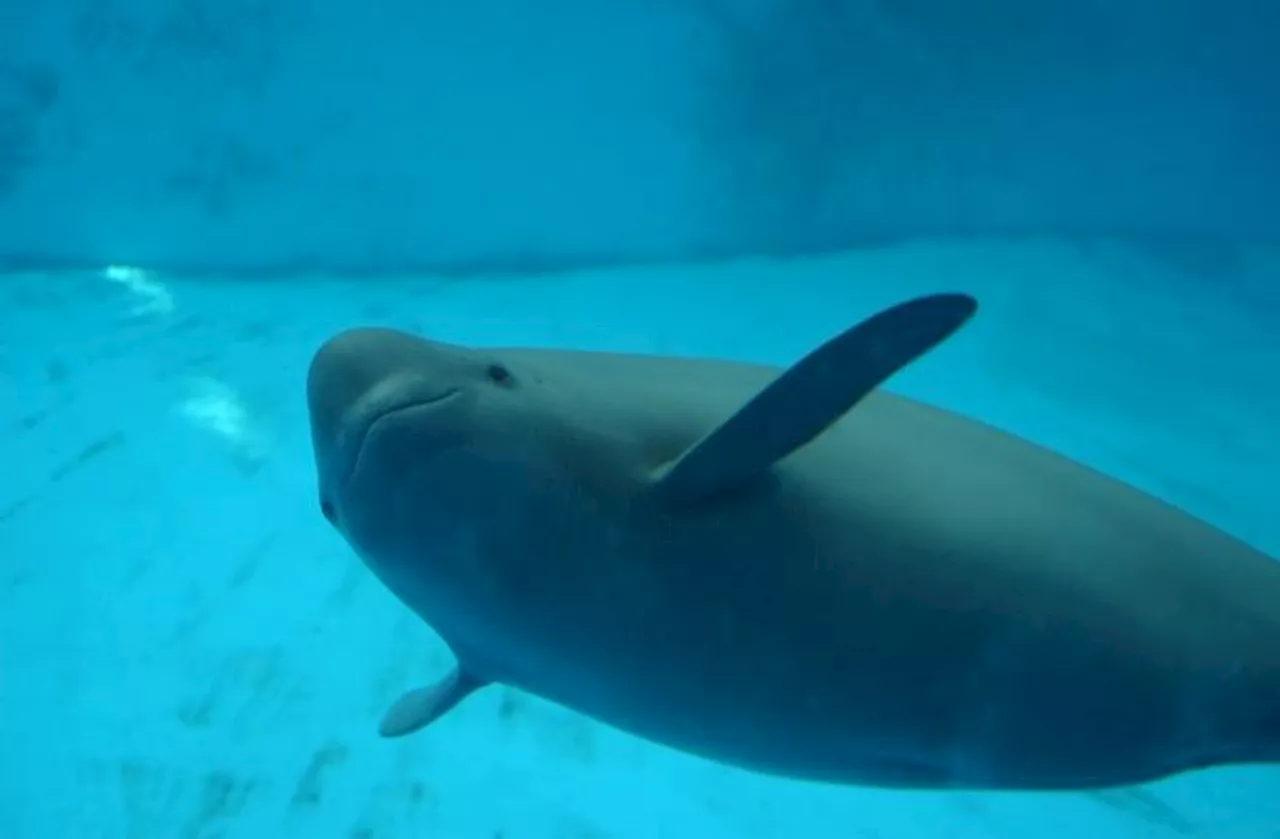 Over 700 Ancient Chinese Poems Describe the Yangtze Finless Porpoises’ Decline