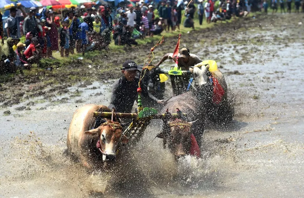Kala Sapi Pembajak Sawah Beradu Cepat