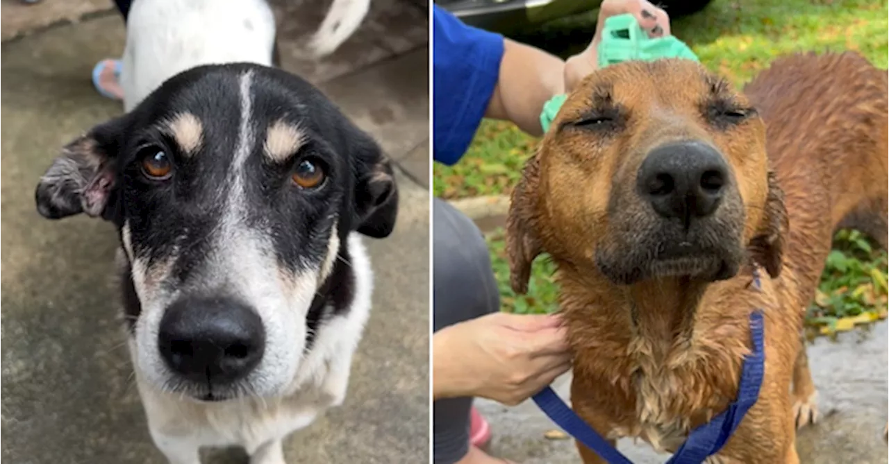 Want Free Dog Cuddles This Saturday? This KL Pet Shelter Needs Volunteers With Big Hearts