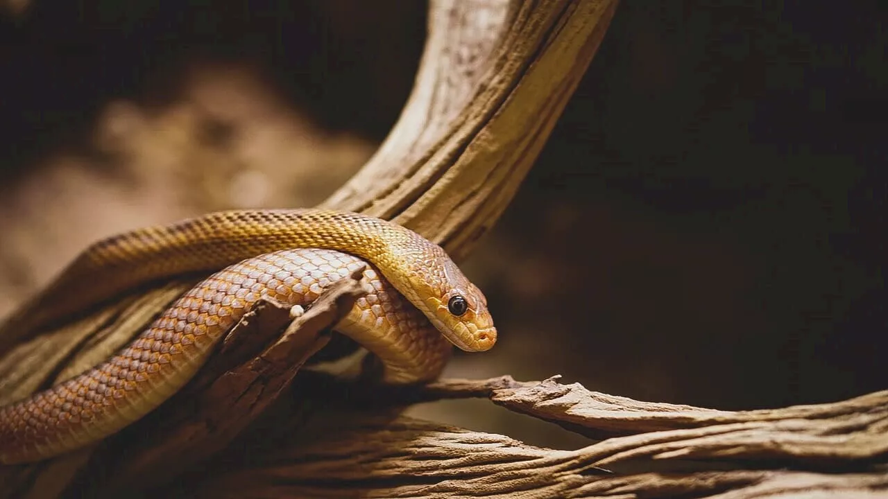 Si è fatto mordere 202 volte dai suoi serpenti, dal suo sangue è nato un antidoto 'universale'