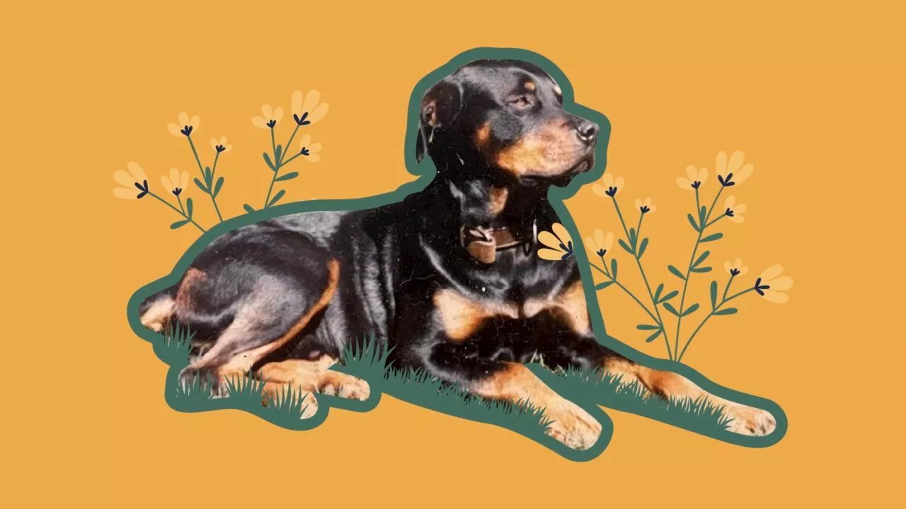 A boy, a dog, and a bond that changed everything