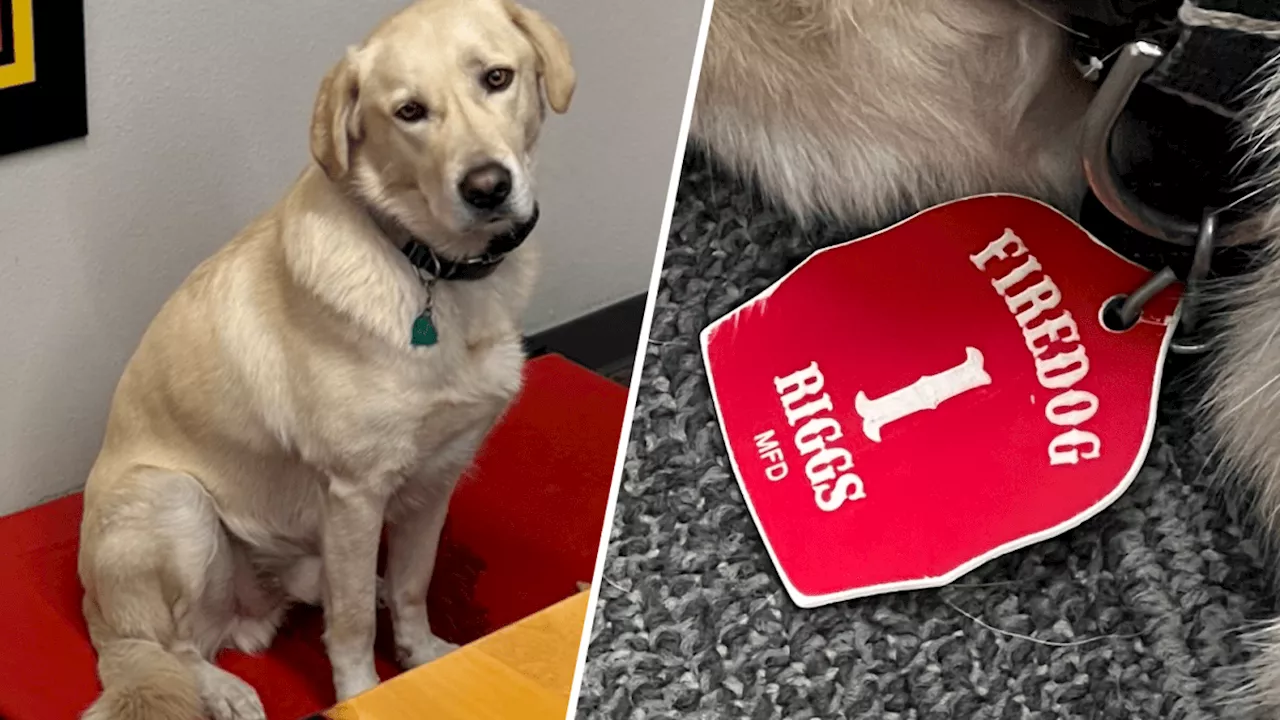 Midlothian firehouse dog missing since Friday found dead, officials confirm