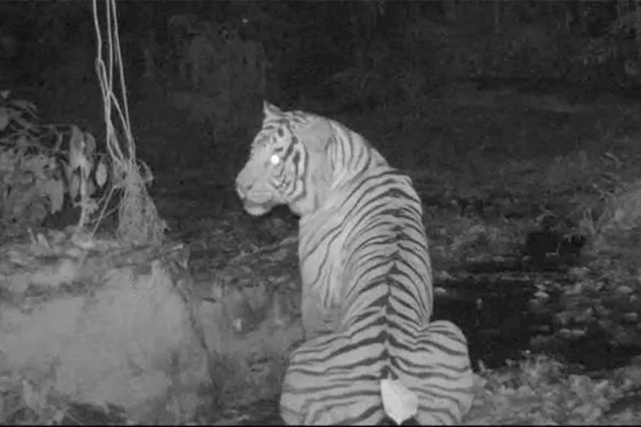 Spotted: Critically endangered Malayan tiger in Southern Thailand