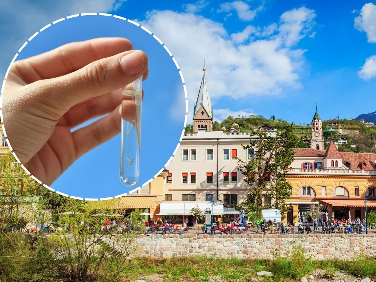 Tropischer Eindringling bedroht Südtirol - Meran setzt auf drastische Maßnahmen