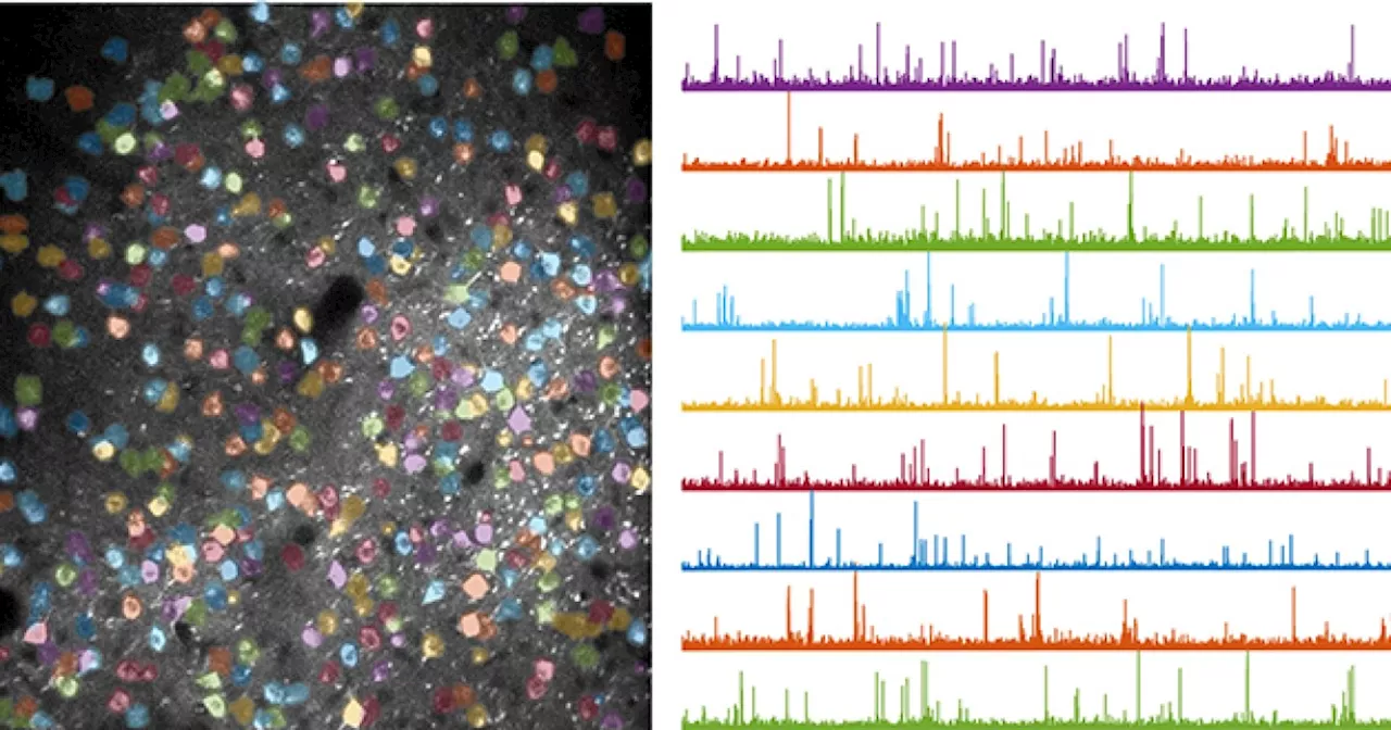 HOW WE LEARN: UCSD neuroscientists discover where and how brain circuits are reshaped