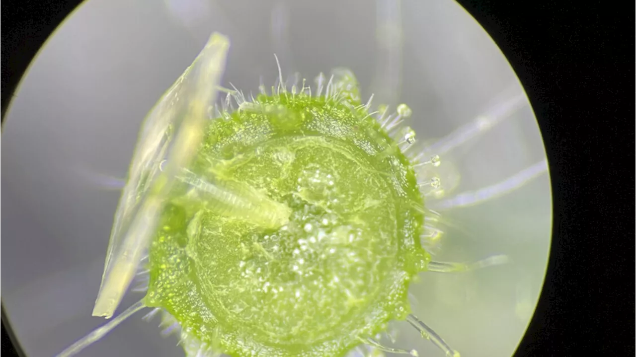 Microaghi di seta per le verdure del futuro, iniettano vitamine