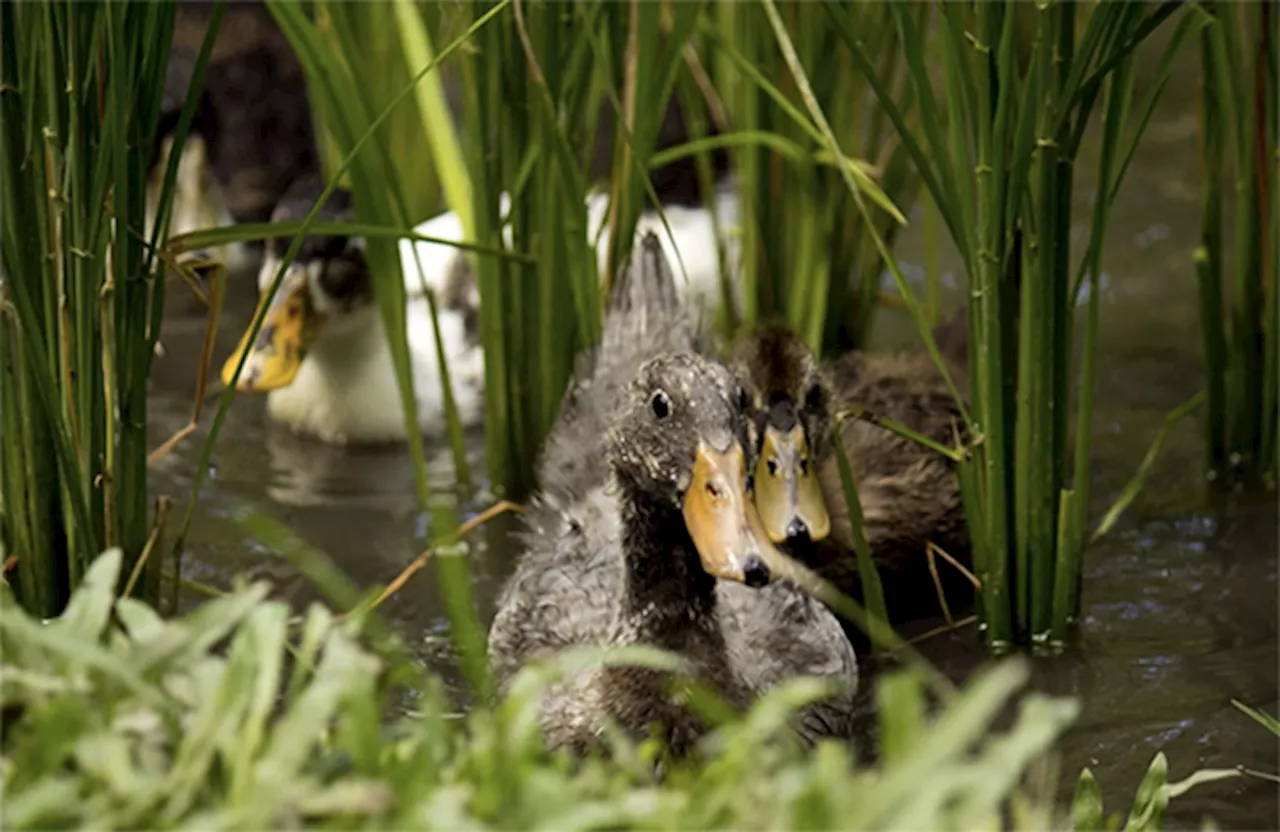BAI finds H5N9 bird flu strain in Camarines Sur