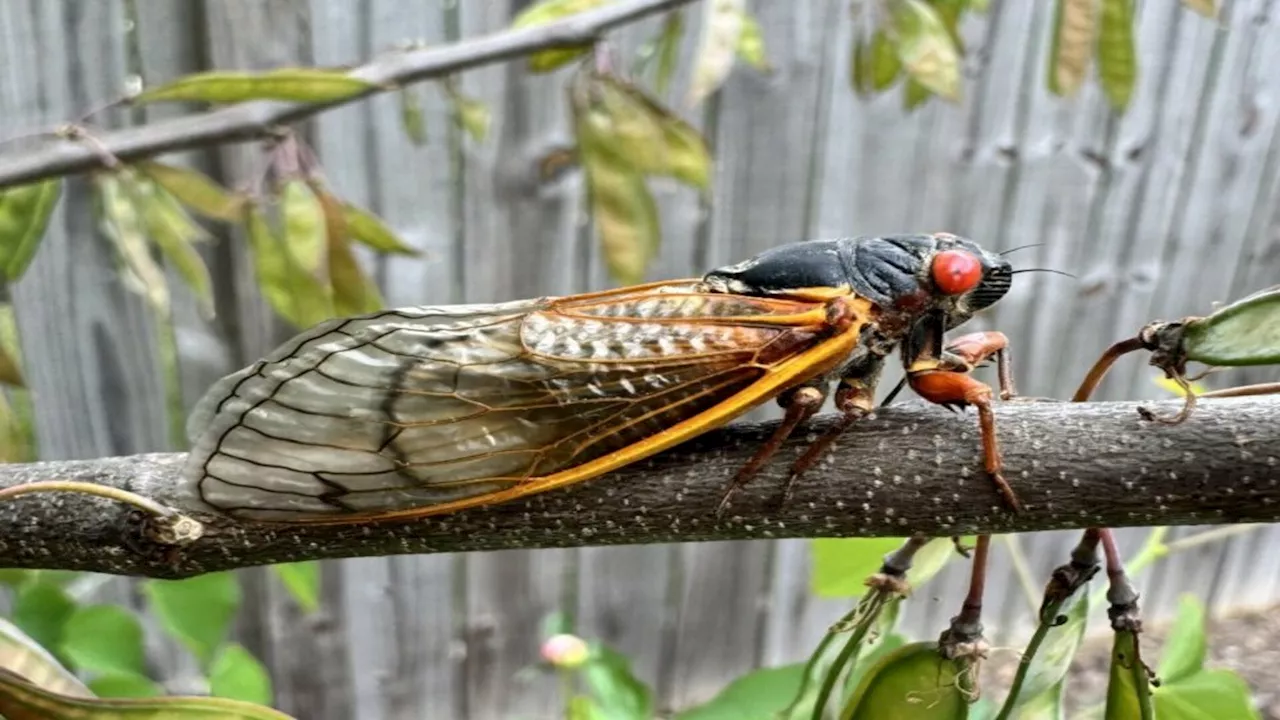 Billions of cicadas to rise up in US for mating after 17 years of slumber