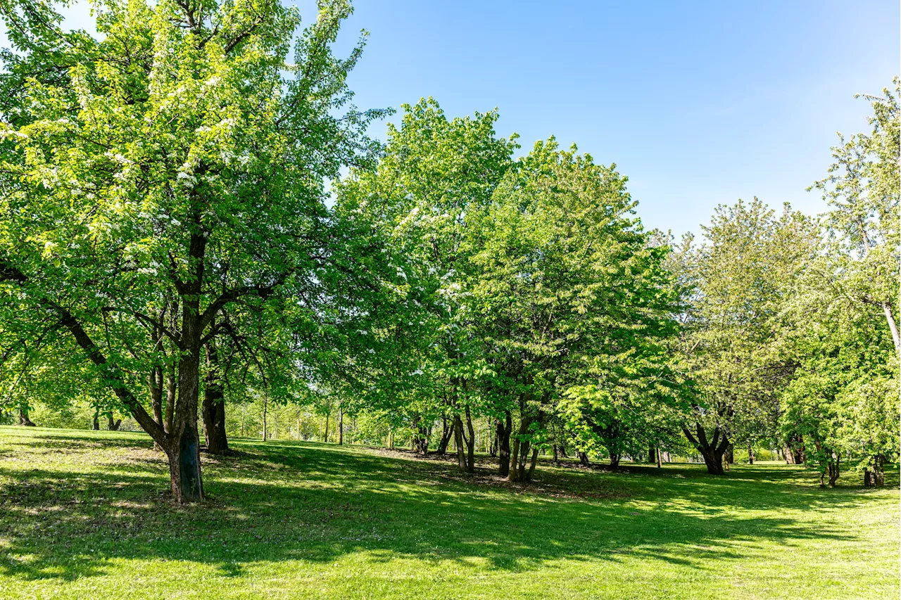 Scientists Discover Trees Communicate Like Tolkien's Ents During Eclipse: 'Wisdom of Age'