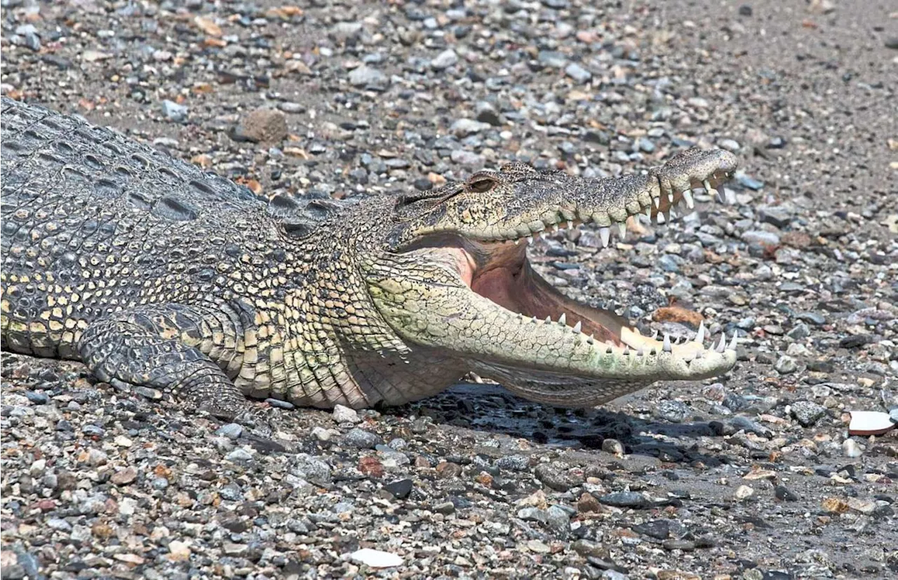 QuickCheck: Was an almost half-ton crocodile captured in Johor?