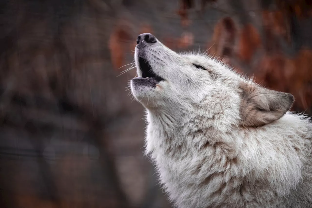 Decoding Wolf Howls: AI and Acoustic Monitoring Revolutionize Wolf Conservation