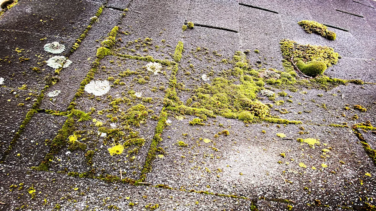 Self-healing concrete uses synthetic lichen to repair cracks with air and sunlight