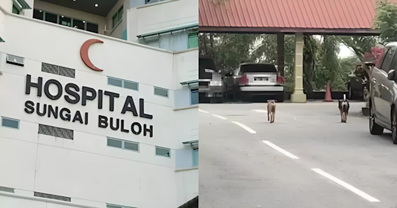 Remaja 14 Tahun Terpaksa Ditidurkan Akibat Diserang Anjing Liar Ketika Pulang Ke Rumah