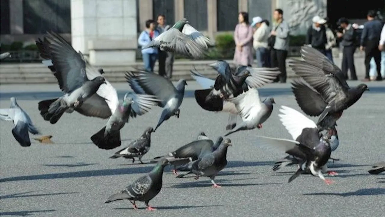 QuickCheck: Are pigeons in Perak dying due to a major avian disease?
