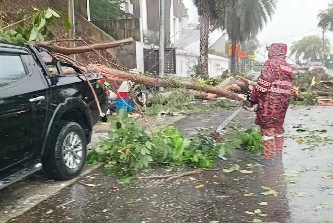Two vehicles damaged as tree topples in Bangsar