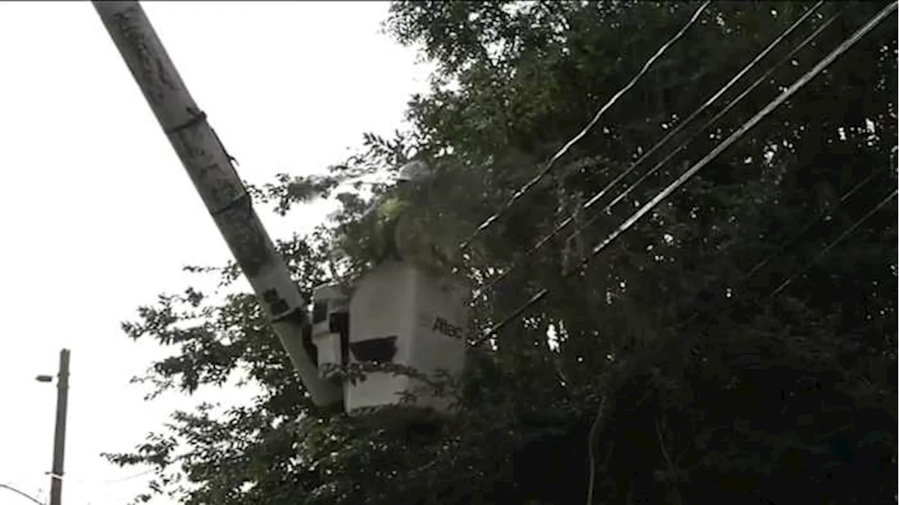 JEA shares tree trimming tips to stay storm ready
