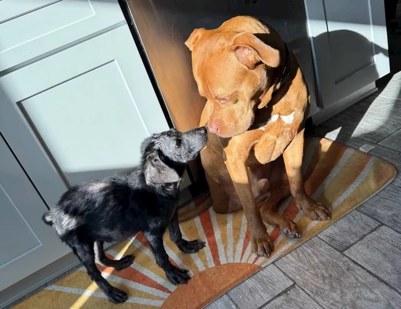 Mangy Puppy Dodges Euthanasia, Travels to Austin, Loves Cheese