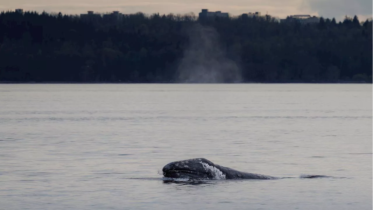Grey whale ‘Little Patch’ mesmerizes, sparks connection in Metro Vancouver