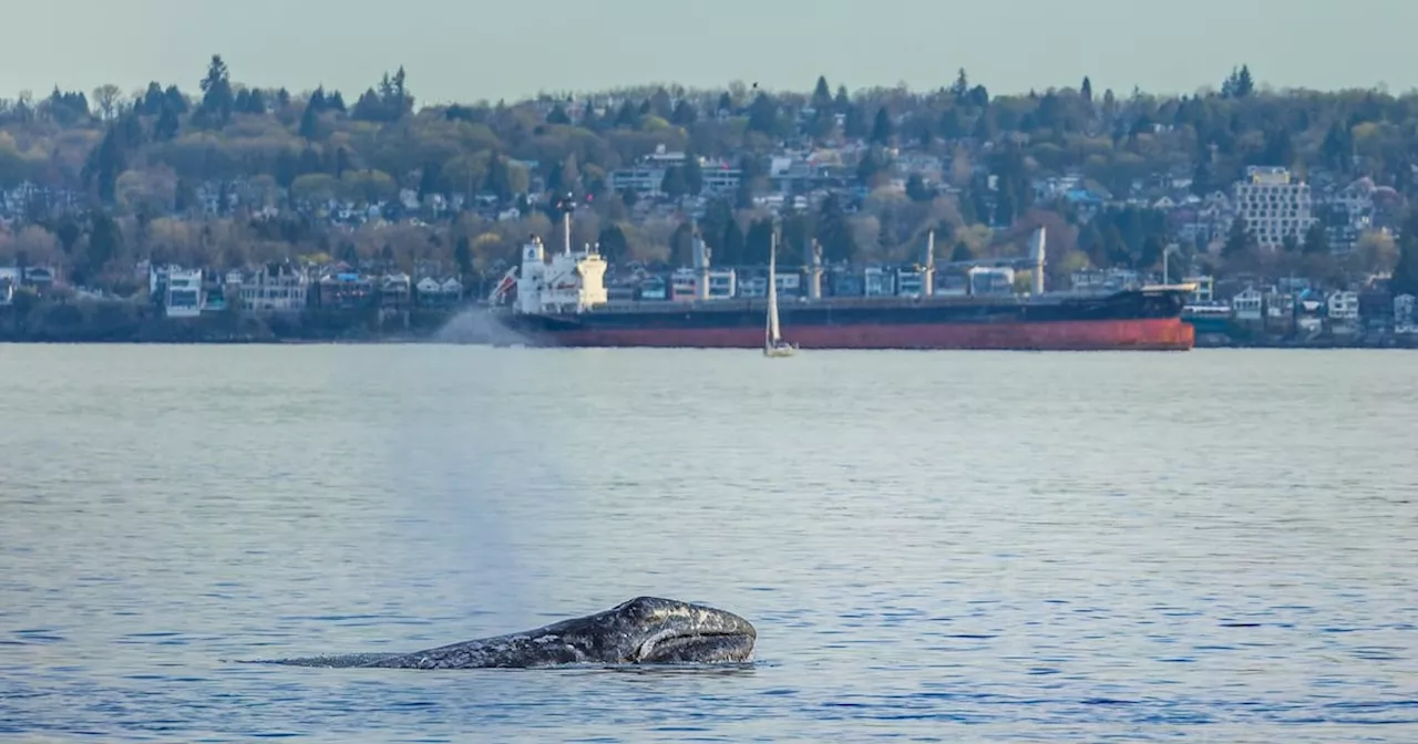Grey whale ‘Little Patch’ mesmerizes, sparks connection in Metro Vancouver