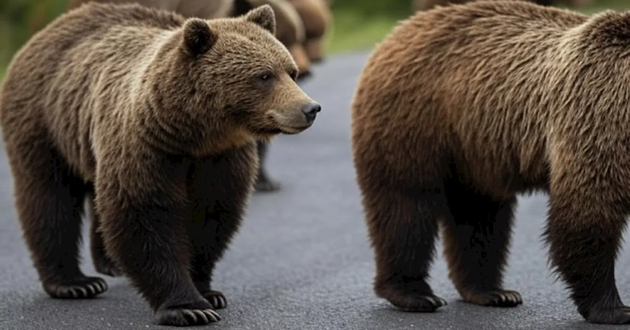El llamativo comportamiento de los osos de Yellowstone que tiene consternados a los científicos