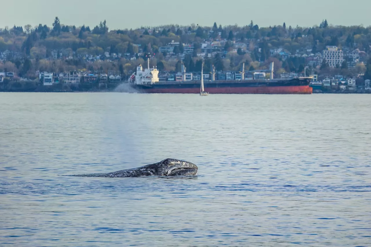 A grey whale named ‘Little Patch’ charms people along the seawall in Vancouver