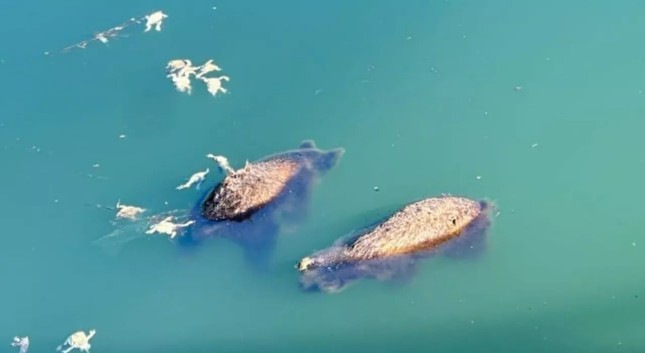 Orsi annegati, il giallo: sostanze tossiche nell'acqua del lago. Si spera non sia morta anche la madre