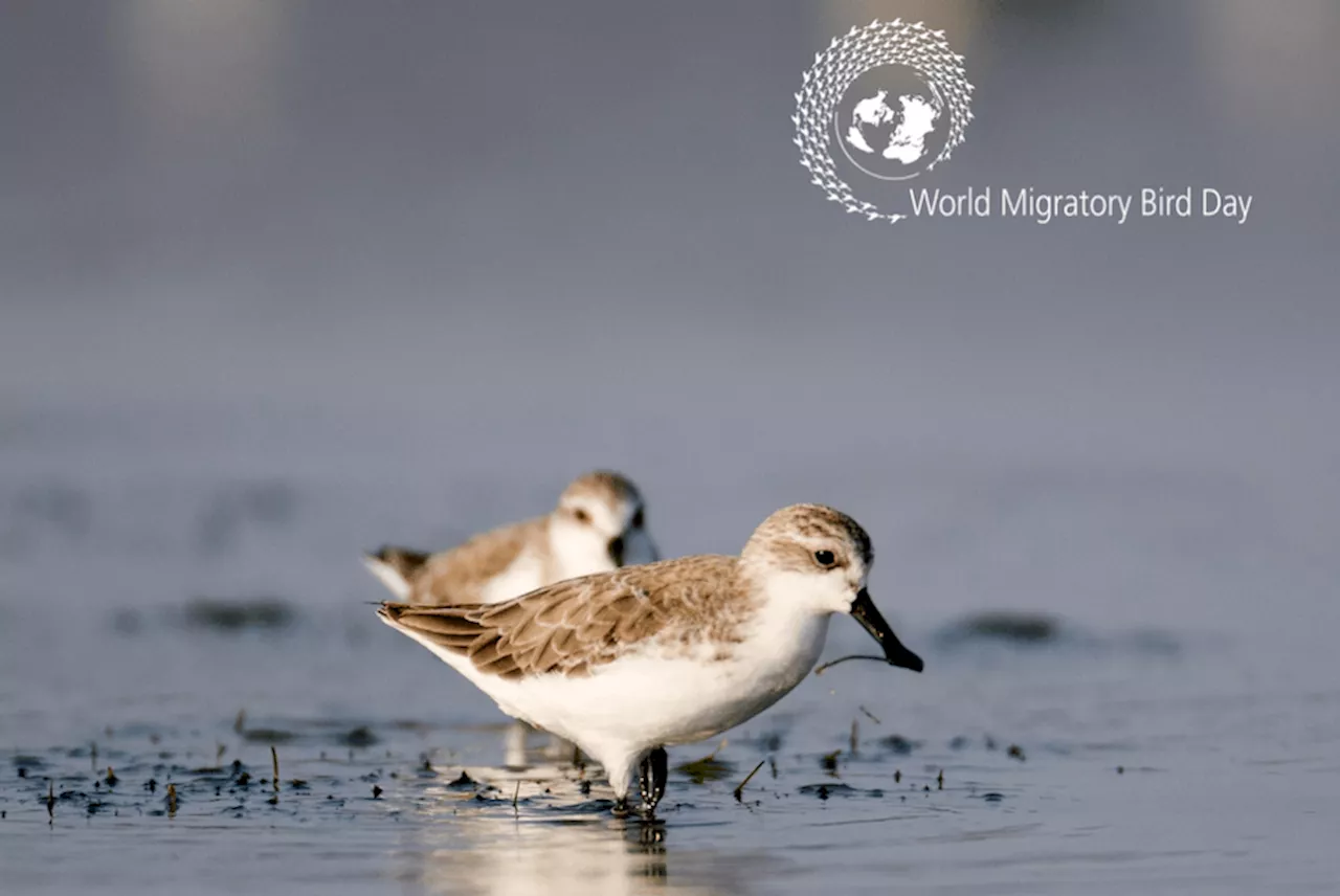 World Migratory Bird Day 2025: Creating bird-friendly cities and communities
