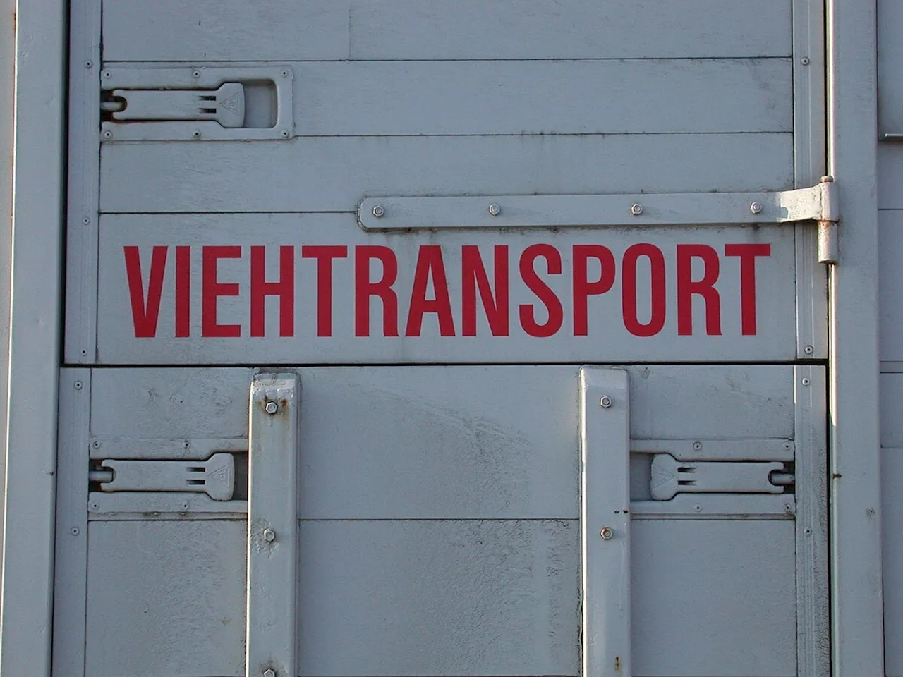 Neue Plattform für Notschlachtungen