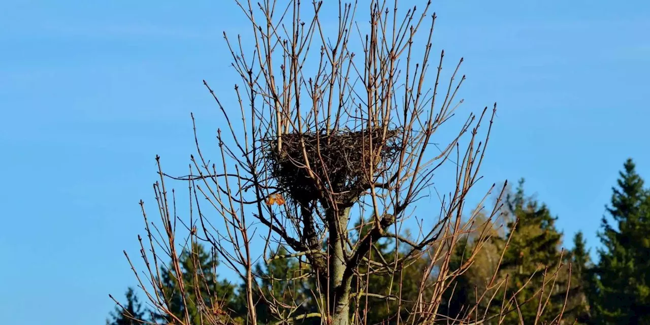 Jedes dritte Nest von Seglern ist mit Plastik verschmutzt