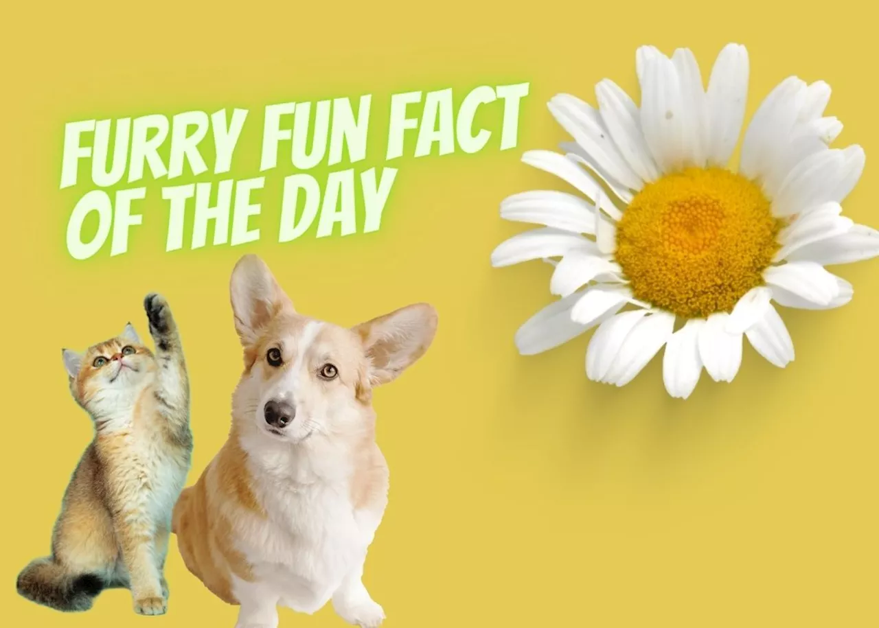 Furry Fun Fact: Do small dogs have big personalities?