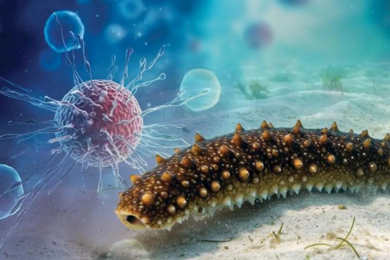 Sea Cucumbers Could Be the Key to Stopping Cancer Growth With a Rare Sugar Compound