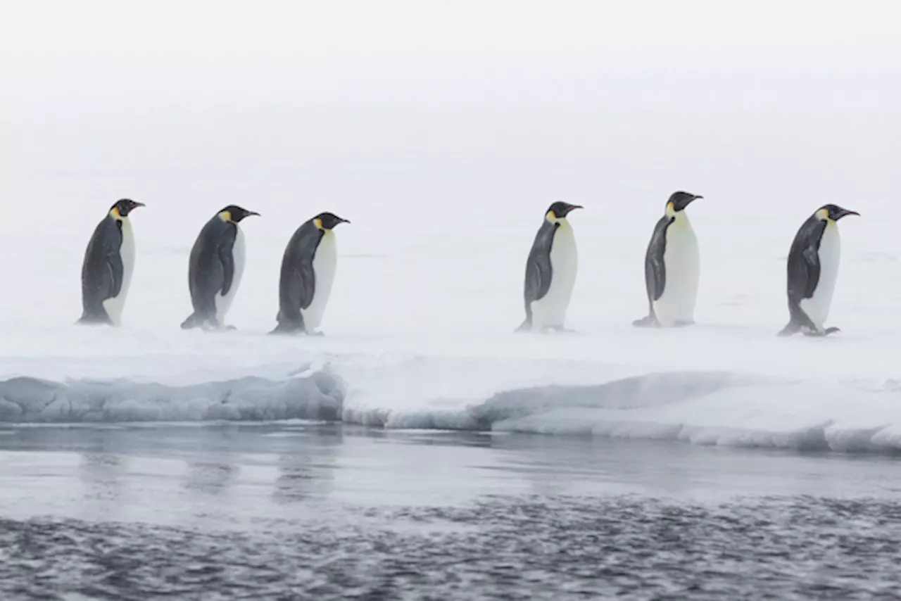 Il declino della popolazione di pinguini imperatore è più rapido del previsto