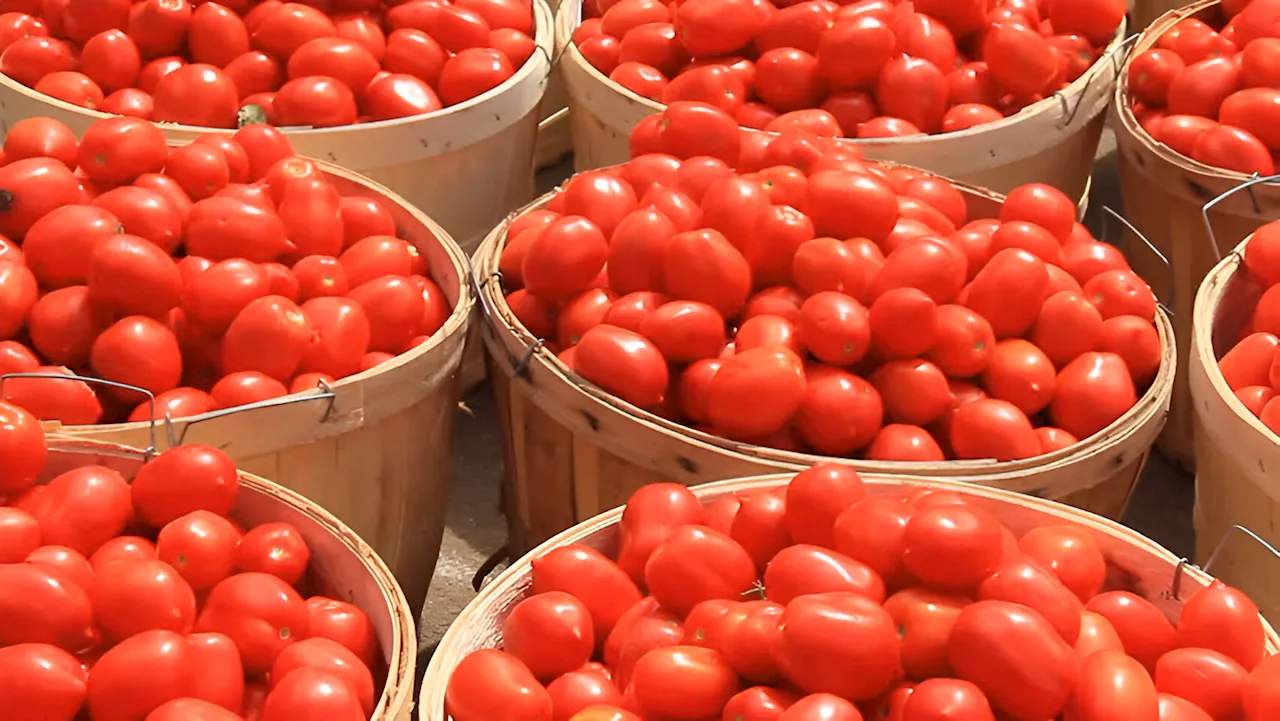 Tomato Prices Soar in Nigeria Due to Supply Chain Disruptions and Pest Infestation
