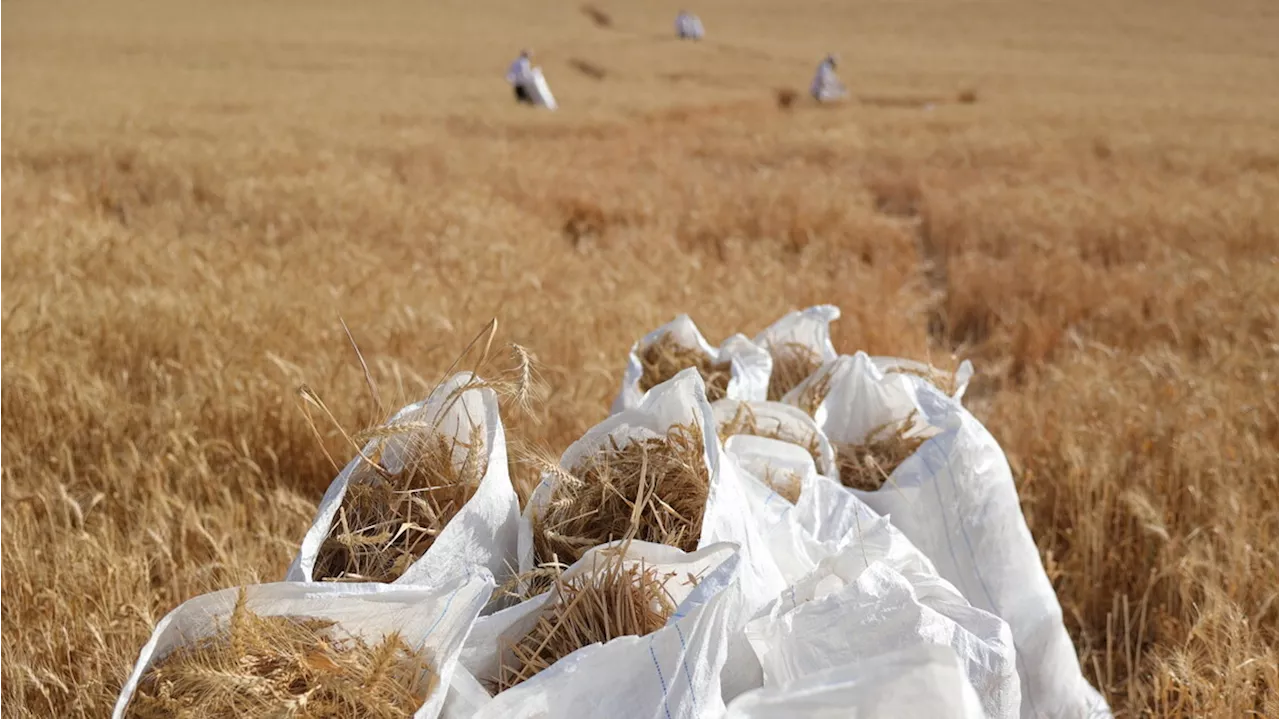 Coltivatori Uci, per il clima grano rischia -50% terreni idonei