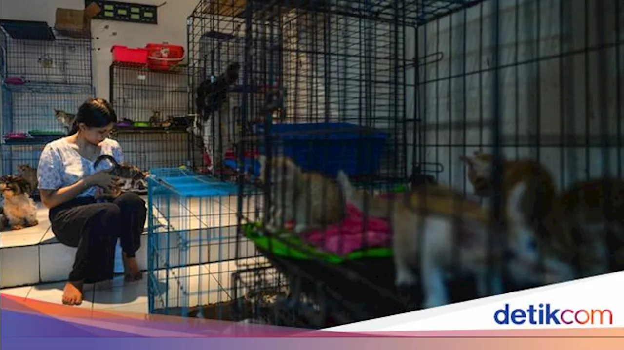 'BPJS Hewan' Masih Jadi Wacana, Pemerintah Diminta Lebih Perhatikan Pekerja