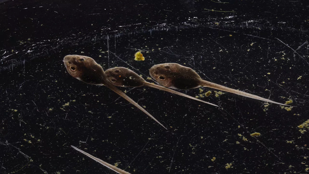 Tofu-like neural implant tracks brain development in live cyborg tadpoles