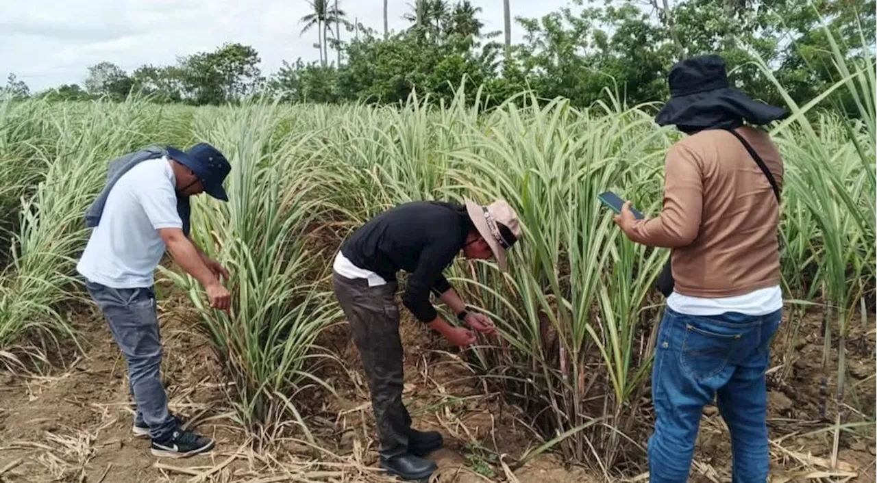 Pest infestation in Negros Island, Western Visayas surges 867% in 16 days