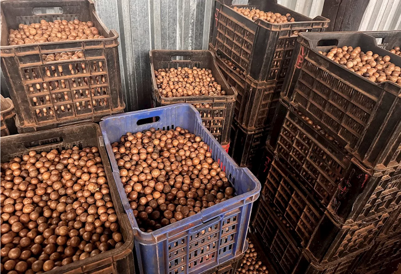 SA macadamia farmers eye new markets after US tariff jolt - SABC News - Breaking news, special reports,