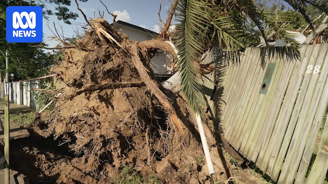 Brisbane council fails to keep hundreds of thousands of trees in good condition raising risk of damage to property