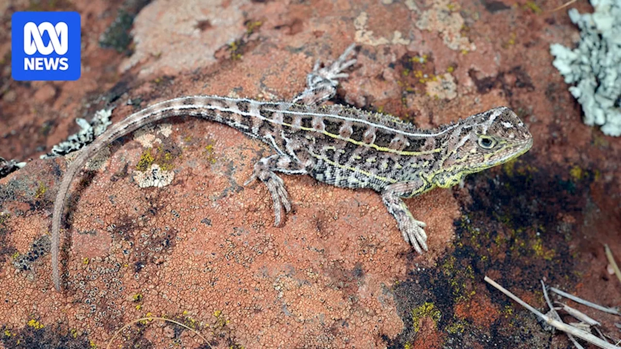 Critically endangered Victorian grassland earless lizard habitat threatened by land sale limbo