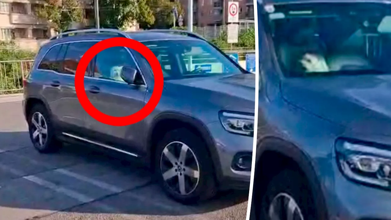  Hund fast tot in Hitze-Auto: Polizei greift hart durch