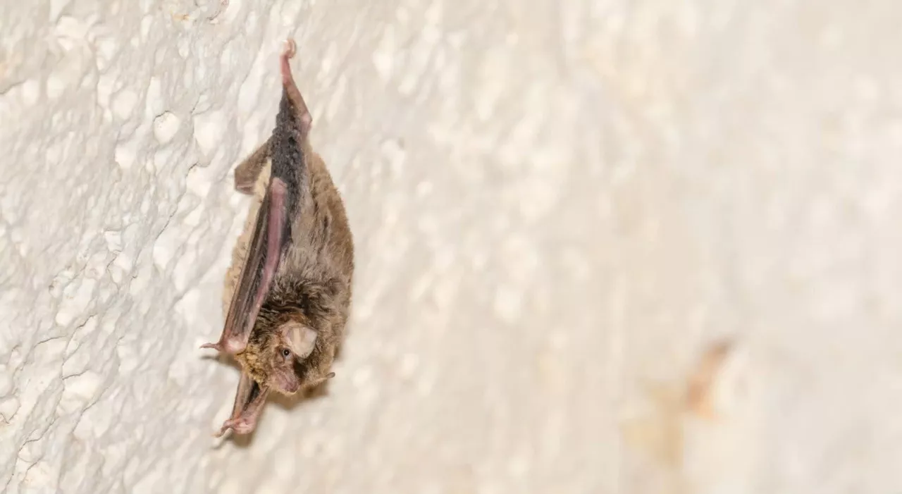 Scoperta a Lampedusa una nuova specie di pipistrello africano: è la prima volta in Europa